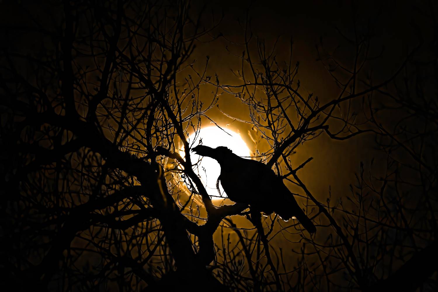 turkey roosted